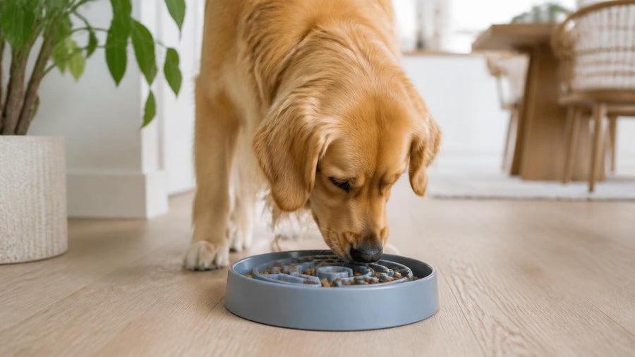 Dog Essentials